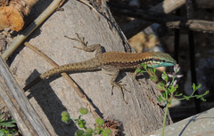 Phoenicolacerta laevis