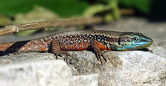 Lebanon Lizard photo 3