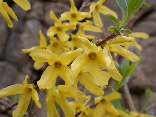 Forsythia koreana (Rehder) Nakai
