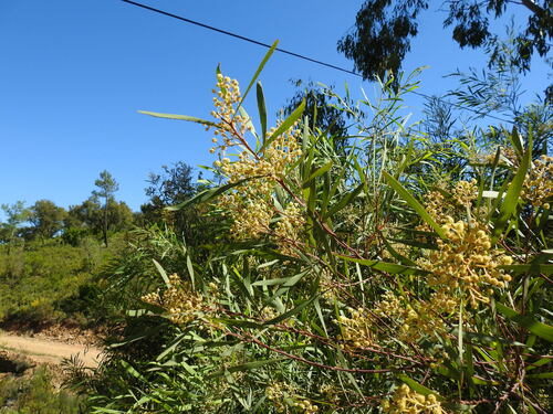 Image of Acacia provincialis by (c) Duarte Frade, some rights reserved (CC BY)
