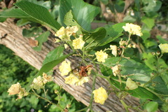 Cordia dentata