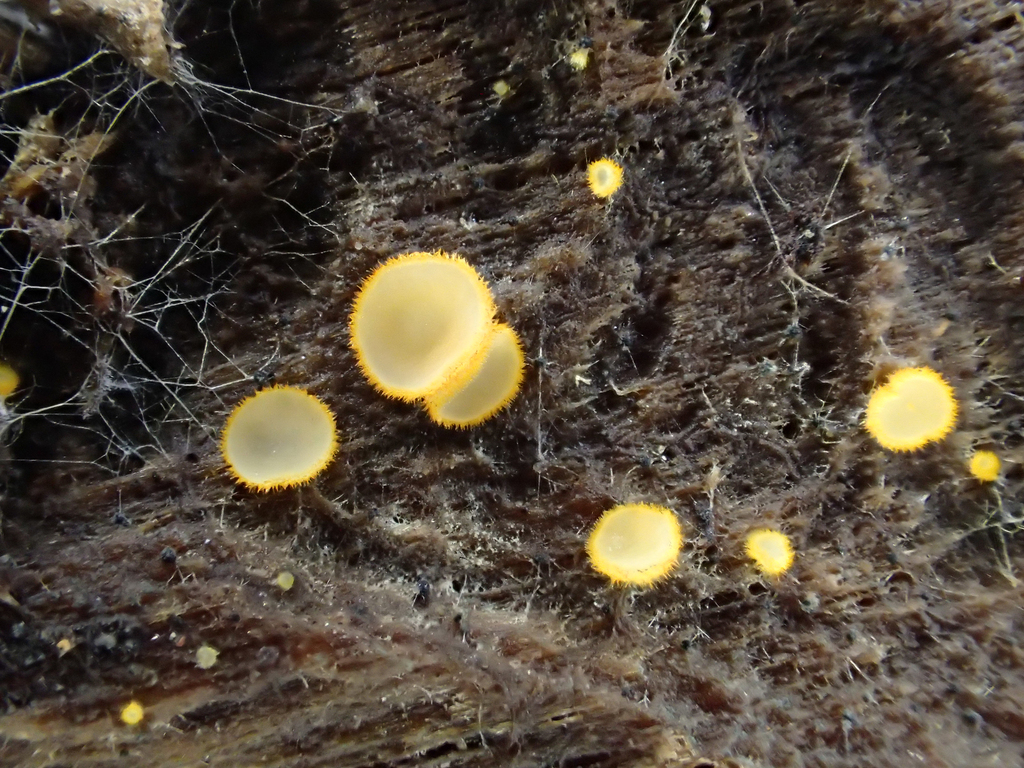 Arachnopeziza sp. 'aurelia-CA01'