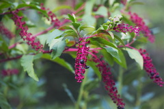 Phytolacca americana