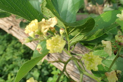 Cordia dentata