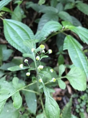 Dichrocephala integrifolia