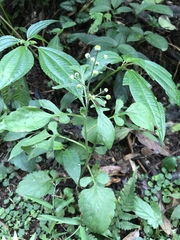 Dichrocephala integrifolia