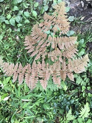 Dryopteris paleolata