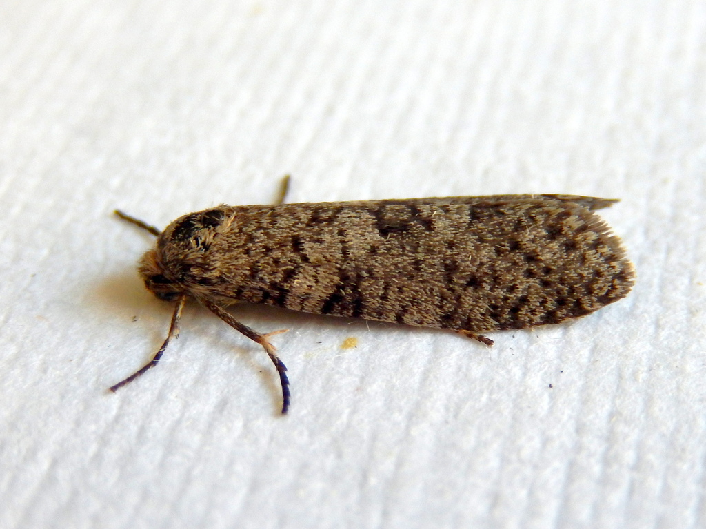 Lepidoscia adelopis