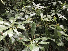 Machilus