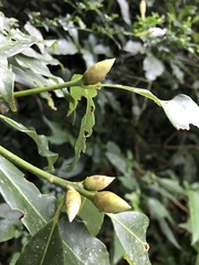 Machilus