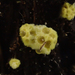 Myxotrichaceae - Photo 由 Dean Lyons 所上傳的 (c) Dean Lyons，保留部份權利CC BY-NC