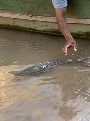Spotted Sorubim photo 3