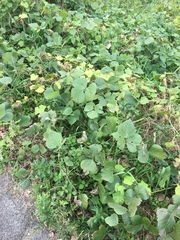 Pueraria montana lobata