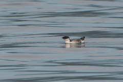 Synthliboramphus antiquus