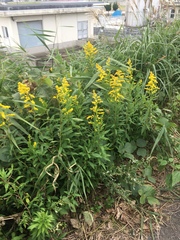 Solidago altissima