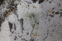 Helichrysum cochleariforme