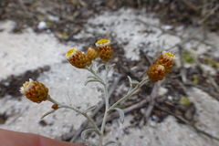 Helichrysum cochleariforme