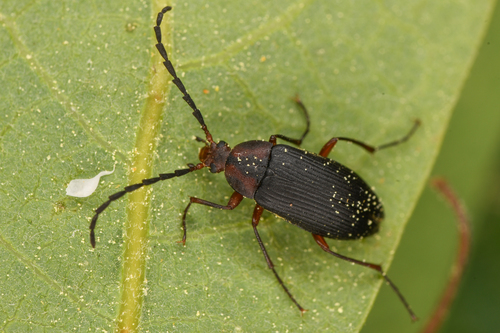 Pseudocistela opaca