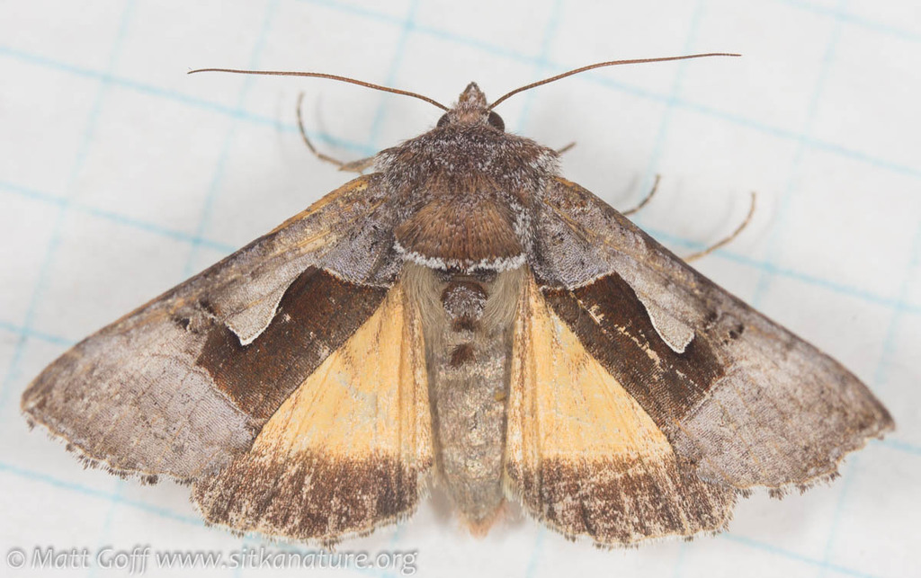 Syngrapha orophila