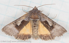 Syngrapha orophila