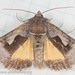 Syngrapha orophila - Photo (c) M. Goff, algunos derechos reservados (CC BY-NC-SA), uploaded by M. Goff