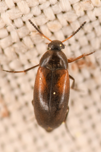 Anaspis militaris