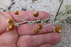 Helichrysum cochleariforme
