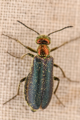 Lytta rathvoni