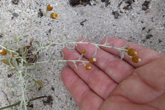 Helichrysum cochleariforme