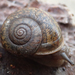 Cottonwood Shoulderband Snail - Photo (c) Dean Lyons, some rights reserved (CC BY-NC), uploaded by Dean Lyons