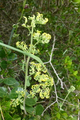 Manulea thyrsiflora