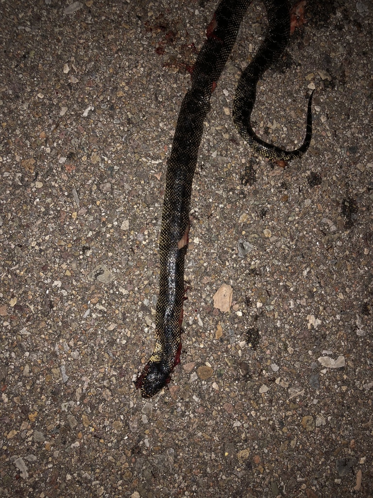 Desert Kingsnake