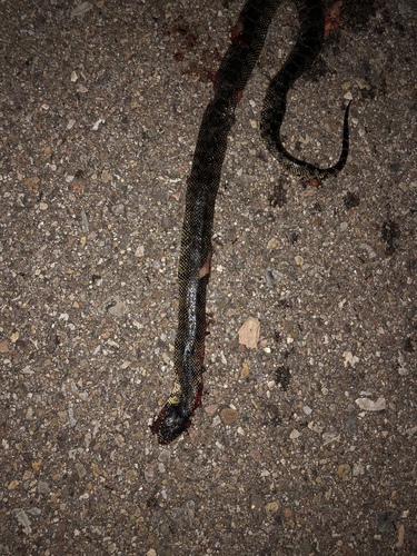 Desert Kingsnake