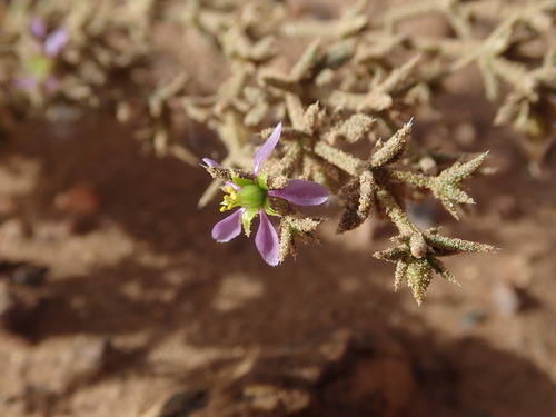 Fagonia glutinosa image