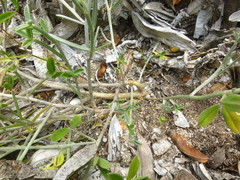 Indigofera sp-aff-platypoda