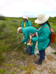 Indigofera sp-aff-platypoda