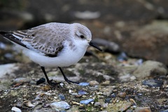 Calidris alba
