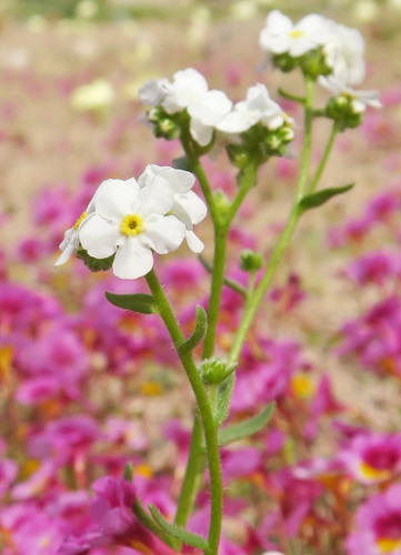 Mojave cryptantha (Cryptantha mohavensis)