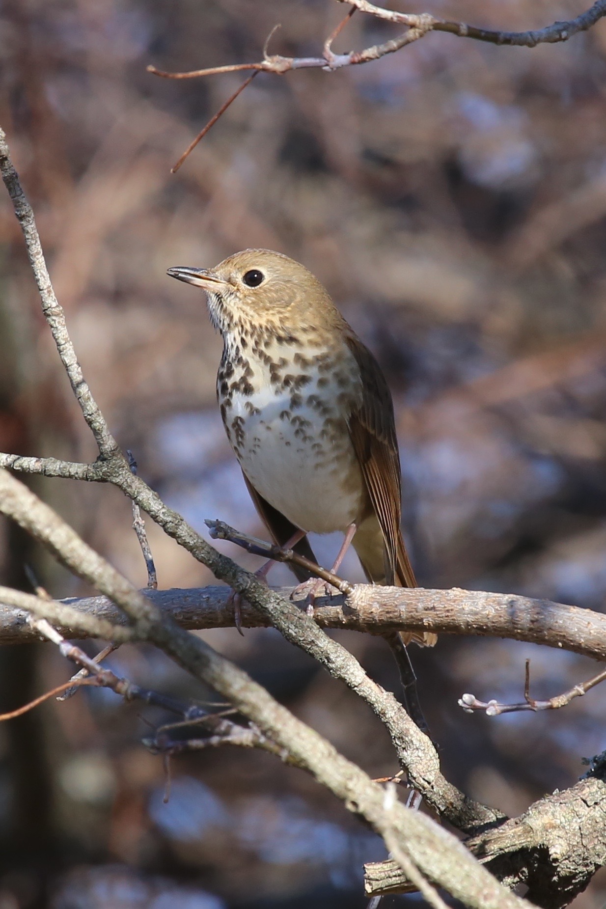 Hermit Thrush (Catharus guttatus)