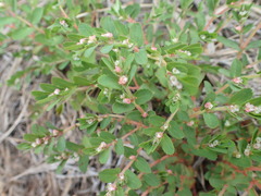 Image of Euphorbia dioeca