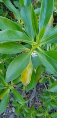 Myoporum aff insulare × laetum