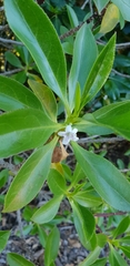 Myoporum aff insulare × laetum