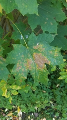Acer platanoides