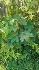 Acer platanoides