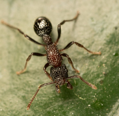 Stictoponera bicolor