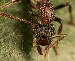 Stictoponera bicolor