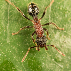 Stictoponera bicolor