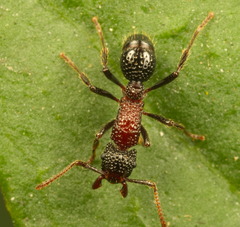 Stictoponera bicolor