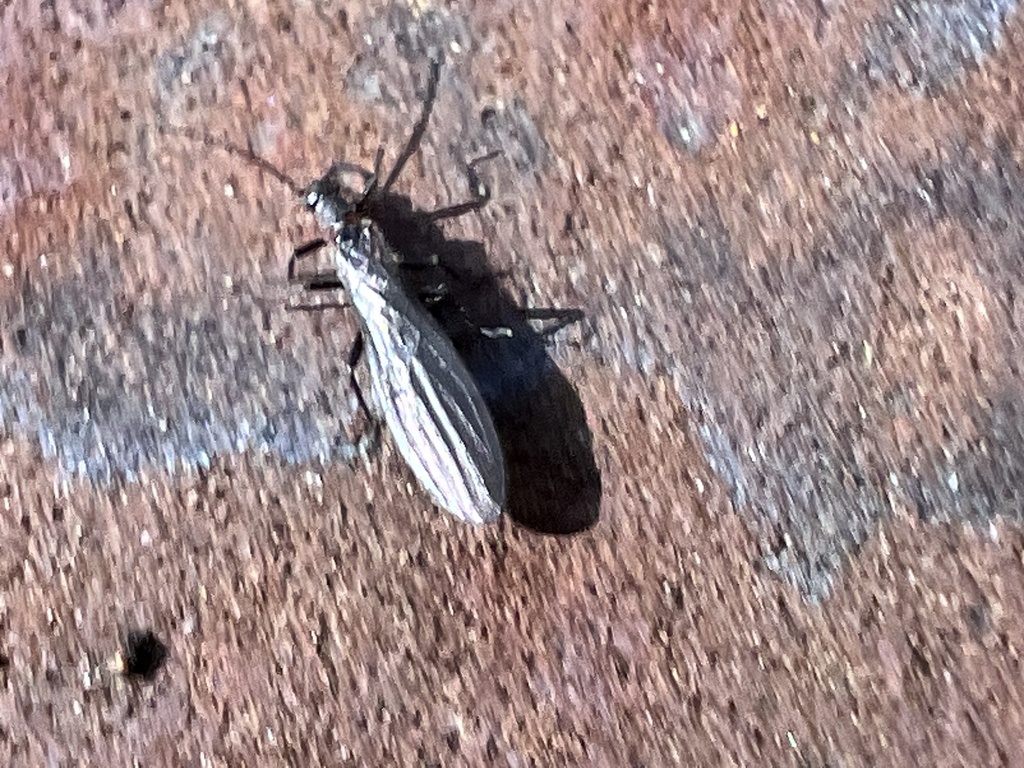 Shortailed Snowfly