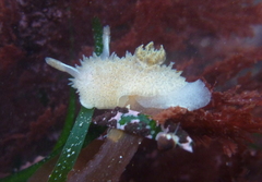 Acanthodoris rhodoceras image